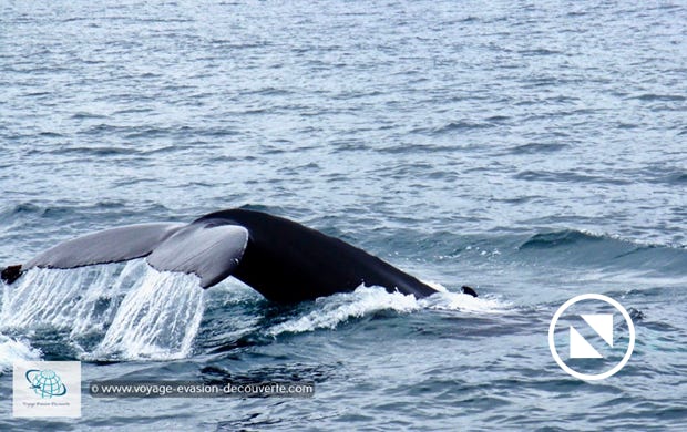En traversant le détroit de Freemansund, nous avons eu la chance d’admirer deux baleines à bosse. Facilement reconnaissable avec leur corps massif et leur dos noir, elles pèsent en moyenne 25 tonnes. 