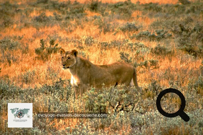 Le parc national d'Etosha est une grande aire protégée de Namibie située dans la région du Kunene, à 400 km au nord de la capitale WindhoekLa protection du parc ainsi que la présence de points d'eau en font un refuge pour nombre d'animaux.
