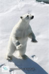 L'ours polaire au Spitzberg