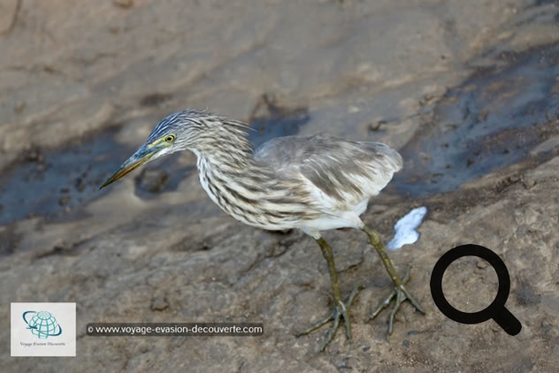 La star du parc est l'éléphant ! Il y a aujourd'hui environ 500 éléphants qui vivent de manière permanente dans la réserve. Mais le parc compte aussi 184 espèces d'oiseaux différentes, 43 espèces de mammifères, 33 espèces de reptiles et même 185 espèces de papillons.