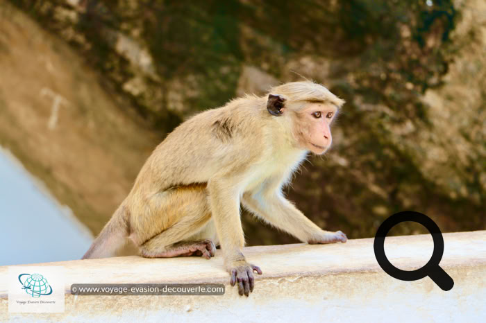 Singe au Temple de la Grotte Sacrée à Dambulla au Sri Lanka