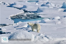 L'ours polaire au Spitzberg
