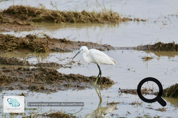 Le parc de Minneriya est lové dans les plaines du centre-Nord du Sri Lanka, au milieu du fameux triangle culturel de l’île. Sa réserve naturelle couvre une superficie de plus de 9 000 hectares. La visite du parc se fait à travers un paysage très versatile. Tout d'abord, nous avons arpenté, en 4X4, un sentier de terre bordé par une dense forêt pour atteindre le cœur de la jungle. Soudainement le décor change et nous arrivons près d'un bassin artificiel qui constitue le cœur du parc. Il ravitaille en eau un important canton du district de Polonnaruwa.