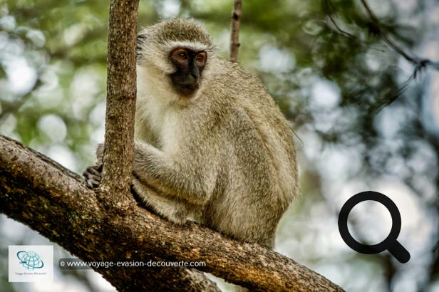 Sur le parking, vous pourrez apercevoir des singes grivets, pas très farouches qui sautent de branche en branche.