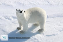 L'ours polaire au Spitzberg