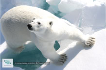 L'ours polaire au Spitzberg