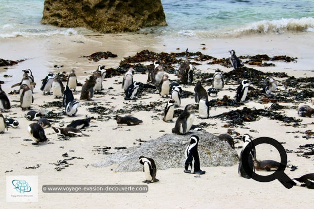 Le clou du spectacle est la plage de Boulders Beach qui accueille depuis 1985 une colonie sauvage de manchots du Cap. 