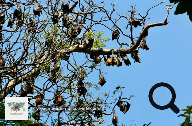 Le jardin abrite notamment une majestueuse allée de palmiers royaux (Avenue of Palms) plantés en 1950. Il y a aussi à voir une colonie de chauve-souris frugivores géante d'Inde qui s'est installée dans ce jardin paradisiaque.