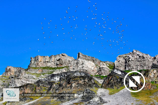 En randonnant dans la baie de Vårsolbukta, nous avons pu observer des mergules nains qui nichaient dans les éboulis par centaines de milliers.
