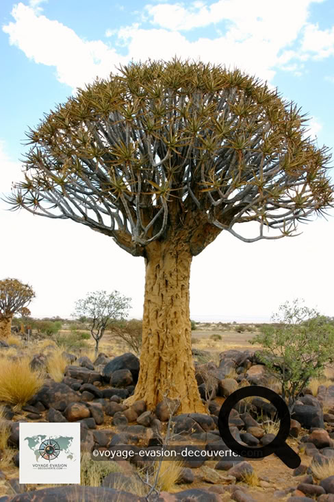 Road trip en Namibie