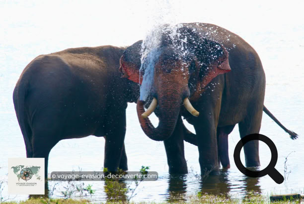 Le parc de Minneriya est lové dans les plaines du centre-Nord du Sri Lanka, au milieu du fameux triangle culturel de l’île. Sa réserve naturelle couvre une superficie de plus de 9 000 hectares. C’est aussi un point de rendez-vous très prisé d’une population de plus de 200 éléphants qui viennent pour s’alimenter et se rafraîchir. Certaines périodes de l'année, on peut compter jusqu'à 700 pachydermes. Ce paradis vert abrite aussi beaucoup d’autres espèces d’animaux comme des buffles, des crocodiles, des léopards et de nombreux oiseaux.