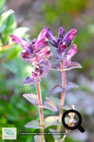 La toundra fleurit en juillet, le temps d’un court été polaire. Le soleil qui, luit 24 heures sur 24 et les températures plus chaudes permettent le développement d’une centaine d’espèces de fleurs. Ces fleurs éclosent durant une courte période de 15 à 20 jours.  