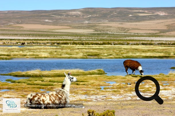 Direction, le Sud Lípez sur une belle route de sable traversant de superbes paysages jusqu’à la vallée des roches en plein dessert de Siloli. 