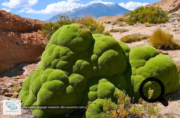 Elle pousse en Amérique du Sud dans la puna des Andes, au Pérou, en Bolivie, au Nord du Chili, à l’Ouest de l'Argentine entre 3 200 et 5 000 m d'altitude. 