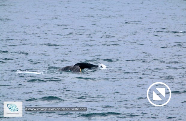 En traversant le détroit de Freemansund, nous avons eu la chance d’admirer deux baleines à bosse. Facilement reconnaissable avec leur corps massif et leur dos noir, elles pèsent en moyenne 25 tonnes. 