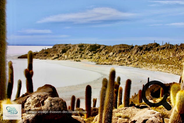 Cette île désertique de corail est recouverte de centaines de cactus dont certains atteignent quatre mètres de haut. Le plus grand atteint 12 m ; la croissance de cette espèce de cactus est d'environ un centimètre par an.