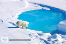 L'ours polaire au Spitzberg