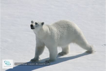 L'ours polaire au Spitzberg