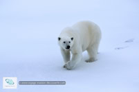 L'ours polaire au Spitzberg