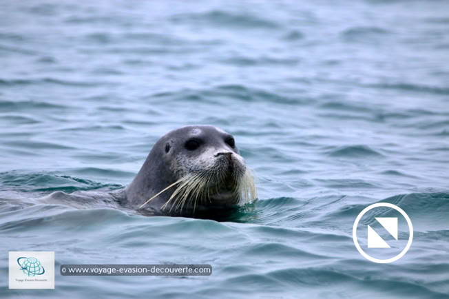 Nous sommes descendus jusqu’à l’île d’Edgeøya qui se trouve au Sud-Est de l’archipel du Svalbard. Lors de notre navigation, nous avons pu apercevoir un phoque barbu nager tout seul dans l’eau froide de la Mer de Barents. 