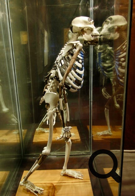 Ce petit musée, un peu vétuste mais bien entretenu expose l'héritage historique, culturel et archéologique du pays. Il est connu pour ses fossiles hominidés comme la fameuse Lucy. Ces ossements humains sont datés de 3,18 millions d'années et constituent le premier fossile relativement complet.