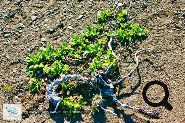 Il n’y a pas d’arbre au Groenland. Seuls survivent des arbustes qui n’atteignent jamais plus de 4 à 5 cm de hauteur, même ceux qui sont âgés de 100 ans ou plus. Toutes branches dépassant de la neige l’hiver est brulée par le froid.  