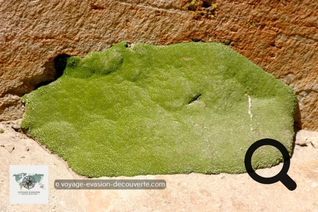 Elle pousse en Amérique du Sud dans la puna des Andes, au Pérou, en Bolivie, au Nord du Chili, à l’Ouest de l'Argentine entre 3 200 et 5 000 m d'altitude. 