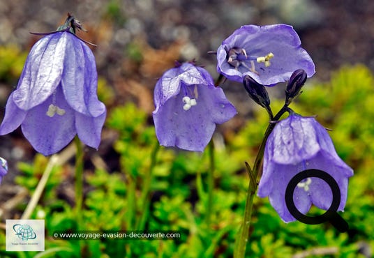 La toundra fleurit en juillet, le temps d’un court été polaire. Le soleil qui, luit 24 heures sur 24 et les températures plus chaudes permettent le développement d’une centaine d’espèces de fleurs. Ces fleurs éclosent durant une courte période de 15 à 20 jours.  