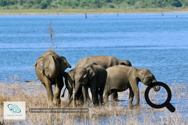 Son nom vient du grand lac artificiel d'Uda Walawe qui a été construit dans les années 60 sur la rivière Walawe. Ce plan d'eau joue toujours un rôle important dans le parc, car les éléphants et d'autres animaux viennent s'y abreuver. C'est un grand parc national de "type savane", qui fait 30,8 hectares. On a vraiment l'impression d'être sur le continent africain ! La star du parc est l'éléphant ! Il y a aujourd'hui environ 500 éléphants qui vivent de manière permanente dans la réserve. 