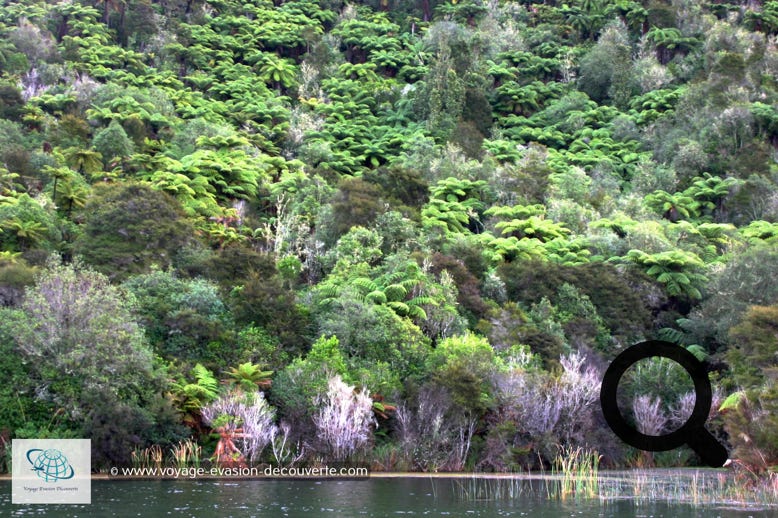Situé au centre de l’île Nord de la Nouvelle-Zélande, le lac Rotomahana possède une superficie de 8km² avec une profondeur maximale de 112,4m. Il est situé à une vingtaine de kilomètres de Rotorua, au pied du volcan Tarawera.