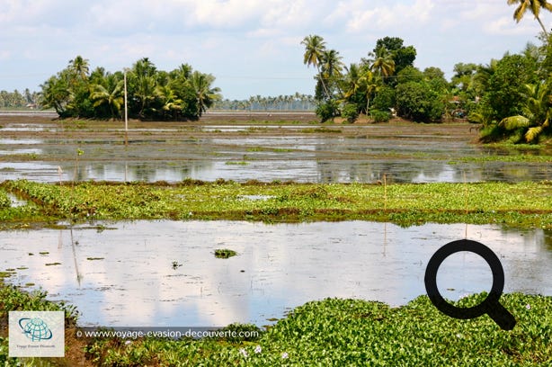 Nommée jusqu’en 1990 Alleppey, c’est la capitale incontestée de la croisière fluviale. Elle se trouve entre la mer des Laquedives et le lac Vembanad, et est adossée à un réseau de canaux de centaines de kilomètres, en plein cœur du Kerala.  Locaux et touristes accourent pour passer une nuit à bord d’anciennes barges à riz réaménagées en navires de luxe et s’émouvoir de la beauté des paysages. C’est un point de départ pour faire une petite croisière sur les backwaters, une série de lagunes et de lacs d'eau saumâtre parallèle à la mer d'Arabie, paysage typique de l'État du Kerala au sud de l'Inde.