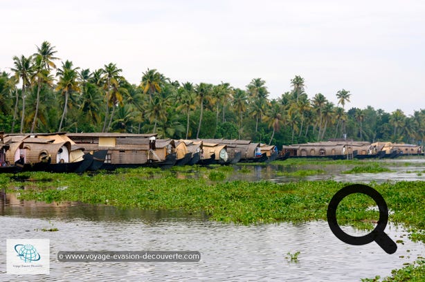 Le lendemain, en fin de matinée, on prend la direction de notre ketuvallam, notre maison flottante pour une croisière dans les backwaters. Ce bateau peut avoir jusqu'à 30 m de long et transporter une charge allant jusqu'à 30 tonnes. Le transport de matériel et de personnes se fait principalement par bateaux, dont les tailles et formes ont varié avec les époques. Les maisons flottantes étaient à l'époque utilisés pour transporter le riz et des épices entre la région du Kuttanad et le port de Cochin. Ce transport demandait généralement trois jours.