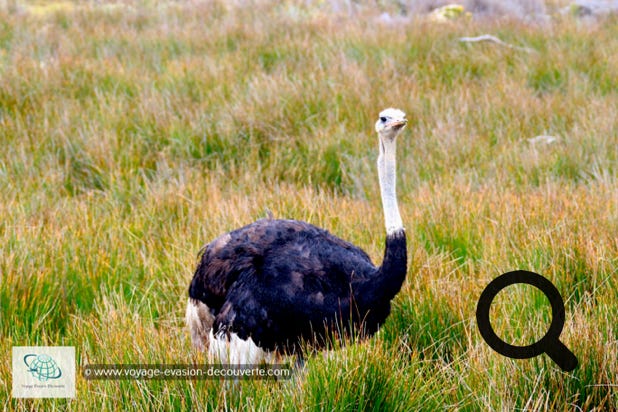 On peut y observer des autruches, des springboks, des élans et, avec un peu de chance, des zèbres du Cap. Autre grande attraction animale : les babouins. Pas très farouches, ils montent sans vergogne sur les capots ou les toits des voitures. 