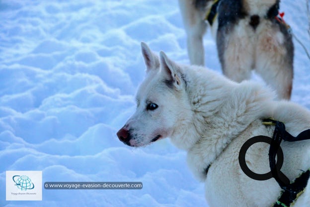 Avant de partir dans la foret avec notre équipage. Le chef de groupe nous a parlé un peu de ses chiens et de leur fonctionnement. 