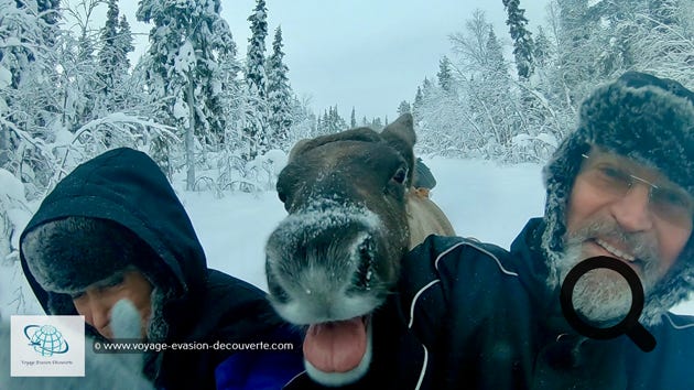 Selfie avec un renne lors de notre balade en traîneau à renne en Laponie.