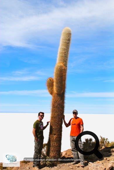 Cette île désertique de corail est recouverte de centaines de cactus dont certains atteignent quatre mètres de haut. Le plus grand atteint 12 m ; la croissance de cette espèce de cactus est d'environ un centimètre par an.