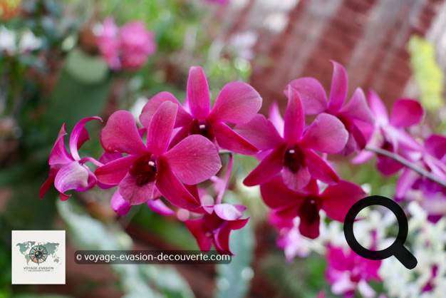 Situé dans une boucle de la rivière Mahaweli, le jardin est renommé pour son impressionnante collection d'orchidées. Il présente, en outre, un jardin d'épices et de plantes médicinales ainsi que de nombreux palmiers.