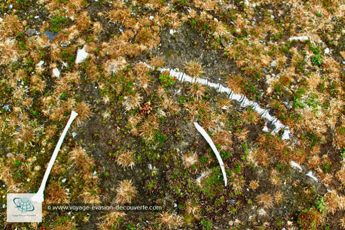 L’endroit a aussi servi de base internationale pour la chasse à la baleine. Un cimetière d'ossements et quelques vestiges d'habitations témoignent de cette activité.