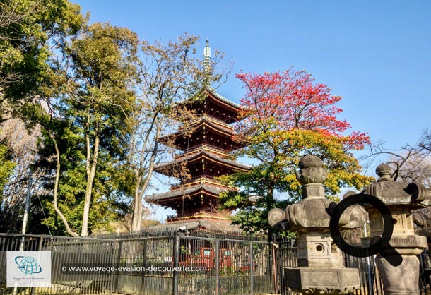 C’est un grand parc public situé dans le quartier d'Ueno dans le centre de Tōkyō.  Le parc est immense, on y trouve quatre musées, une salle de concert, un zoo, le bassin Shinobazu avec son sanctuaire et le temple Tōshōgū. Ce parc est un lieu apprécié par les Tokyoïtes, les touristes japonais et les étrangers. Un vrai havre de paix dans cette ville gigantesque.   En fin de journée nous sommes retournés dans le quartier de Shibuya pour profiter de l’ambiance nocturne.