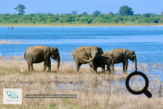 Son nom vient du grand lac artificiel d'Uda Walawe qui a été construit dans les années 60 sur la rivière Walawe. Ce plan d'eau joue toujours un rôle important dans le parc, car les éléphants et d'autres animaux viennent s'y abreuver. C'est un grand parc national de "type savane", qui fait 30,8 hectares. On a vraiment l'impression d'être sur le continent africain ! La star du parc est l'éléphant ! Il y a aujourd'hui environ 500 éléphants qui vivent de manière permanente dans la réserve. 