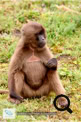 Les babouins Géladas dans le Simien Mountains National Park