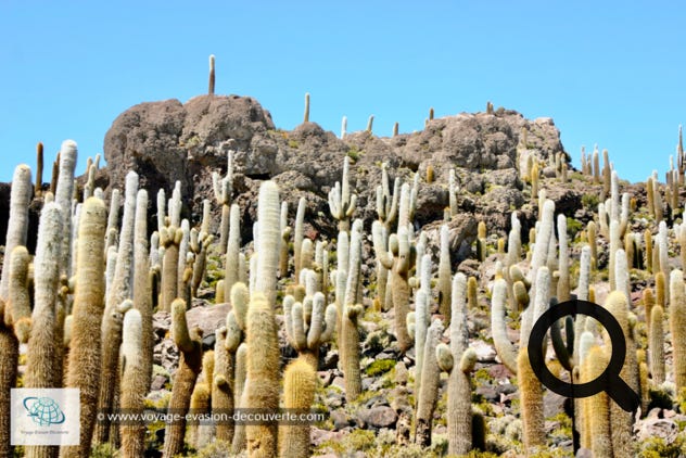 Cette île désertique de corail est recouverte de centaines de cactus dont certains atteignent quatre mètres de haut. Le plus grand atteint 12 m ; la croissance de cette espèce de cactus est d'environ un centimètre par an.