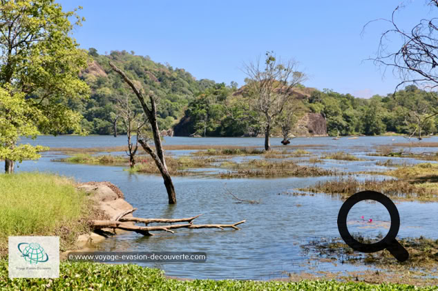 Le lendemain, nous avons repris la route pour le site archéologique de Buduruwagala.  La route pour y aller est superbe. Nous avons traversé des paysages magnifiques avec quelques  lacs mais surtout la route longeait des rizières de riz blancs et noirs. 
