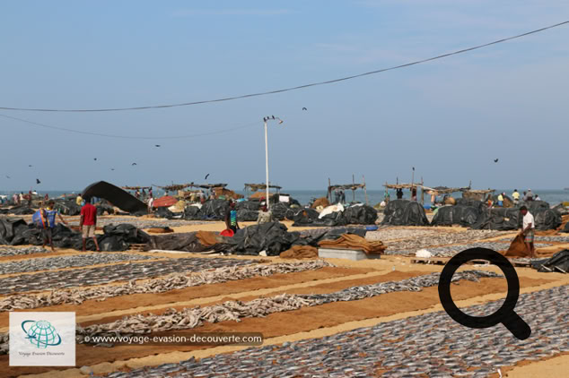 Très populaire et authentique, il se déroule chaque matin sur la lagune sablonneuse de Negombo. Dès l’aube, les bateaux débarquent sur la plage avec leurs prises. Ces dernières rejoignent ensuite les étals des poissonniers du marché ou les bancs de séchage qui se trouvent à même de sable et s’étendent à perte de vue. Professionnels et particuliers s'affairent et achètent quotidiennement des tonnes de poissons. Un marché haut en couleur, mais aussi en odeurs !