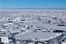L'ours polaire au Spitzberg