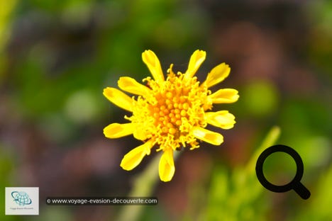 La toundra fleurit en juillet, le temps d’un court été polaire. Le soleil qui, luit 24 heures sur 24 et les températures plus chaudes permettent le développement d’une centaine d’espèces de fleurs. Ces fleurs éclosent durant une courte période de 15 à 20 jours.  