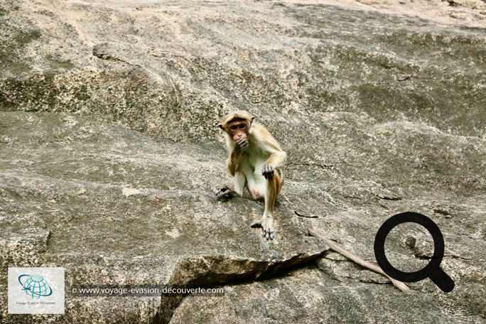 Singe au Temple de la Grotte Sacrée à Dambulla au Sri Lanka