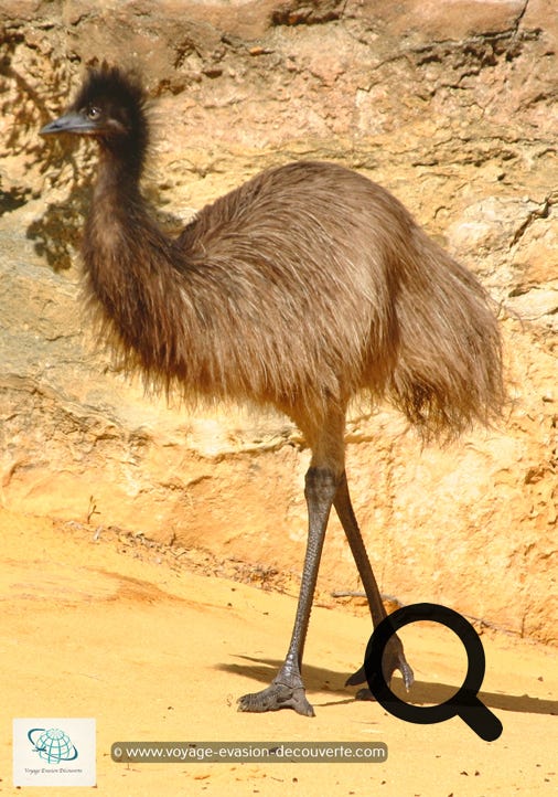 Nous y avons croisé quelques émeus craintifs. De la famille de l’autruche, cet oiseau  peut atteindre jusqu’à 2 mètres de hauteur et peser 50 kg.  