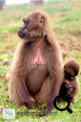 Les babouins Géladas dans le Simien Mountains National Park