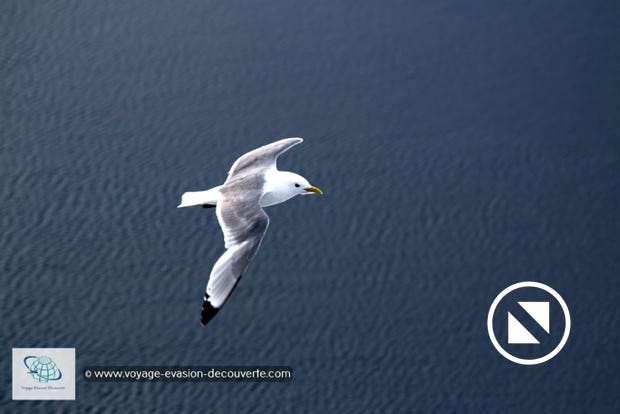 Ce voyage a été vraiment une expérience unique. Il nous a mené aux confins de l’Europe du Nord, terre d’aventures, d’explorations et d’ours polaires. Jadis réservée aux trappeurs et aux chasseurs de baleines, ce bout du monde extrême s’ouvre peu à peu à quelques voyageurs privilégiés comme nous.